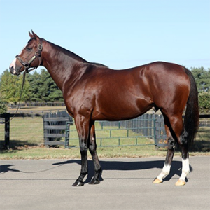 Sport's Performance  - Healing For Horses