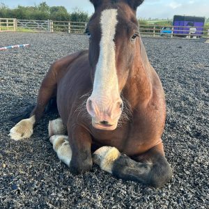 1 on 1 Private Horse Healing Session - Healing For Horses