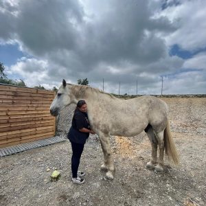Bi-Weekly Maintenance - Healing For Horses